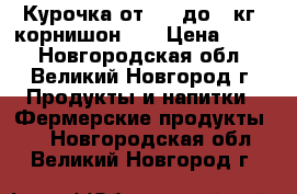 Курочка от 0,7 до 1 кг. корнишон XL › Цена ­ 359 - Новгородская обл., Великий Новгород г. Продукты и напитки » Фермерские продукты   . Новгородская обл.,Великий Новгород г.